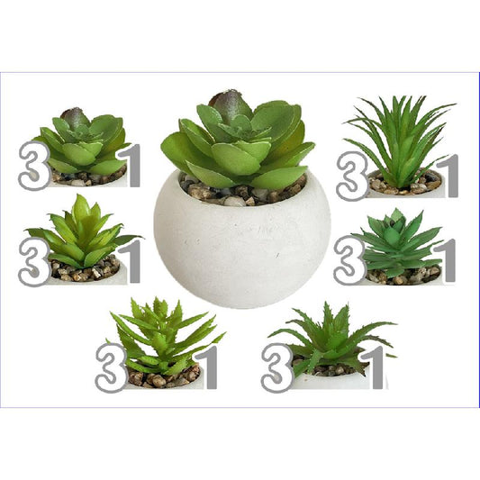 VEA PIANTA GRASSA ROUND TROPICAL CM.7,5X7,5X8,5 ASSORTITA